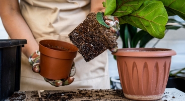 Repotting a plant