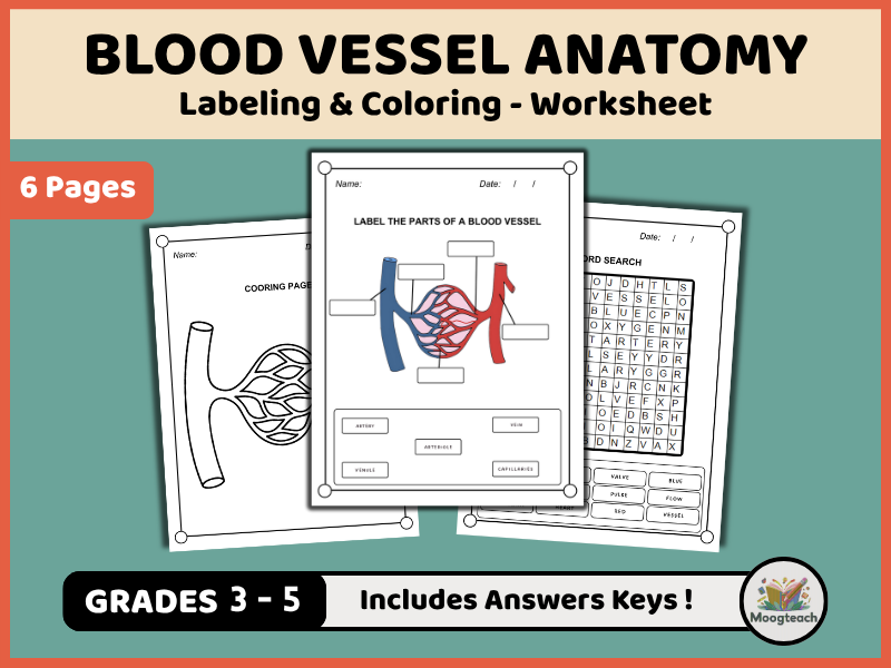 Blood Vessel Anatomy | Circulatory System | Arteries, Veins & Capillaries | Labeling | Biology | KS2